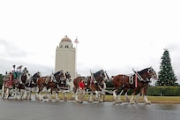 The Budweiser Clydesdales take a tour around the Washington Circle Dec. 14 at Joint Base San Antonio-Randolph. The Clydesdales are in town to salute members of JBSA. (U.S. Air Force photo by Joshua Rodriguez)