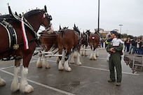 Capt. Jay Park, from the 435th Fighter Training Squadron, and his daughter Avelyn watch the Budweiser Clydesdales Dec. 14 at Joint Base San Antonio-Randolph. The Clydesdales are in town to salute members of JBSA. (U.S. Air Force photo by Joshua Rodriguez)
