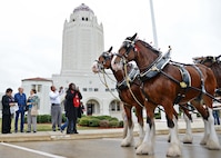The Budweiser Clydesdales pose for photos Dec. 14 at the Joint Base San Antonio-Randolph Taj Mahal. The Clydesdales are in town to pay theirs salutes to members of JBSA. (U.S. Air Force photo by Benjamin Faske)