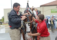 Manny Raber and Travis Houser, Budweiser handlers, strap reins onto an awaiting Clydesdale horse Dec. 14 at Joint Base San Antonio-Randolph. The Clydesdales are in town to salute members of JBSA. (U.S. Air Force photo by Benjamin Faske)
