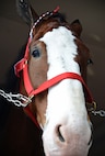 A Budweiser Clydesdale waits his turn to be unloaded from the trailer Dec. 14 at the Joint Base San Antonio-Randolph.  The Clydesdales are in town to salute members of JBSA. (U.S. Air Force photo by Benjamin Faske)