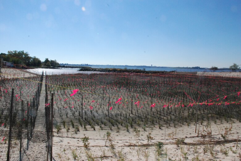 New plantings, seen at low tide, in the recently restored marsh area at the Soundview Park Ecosystem Restoration Project. Facing south towards the East River and LaGuardia Airport. 