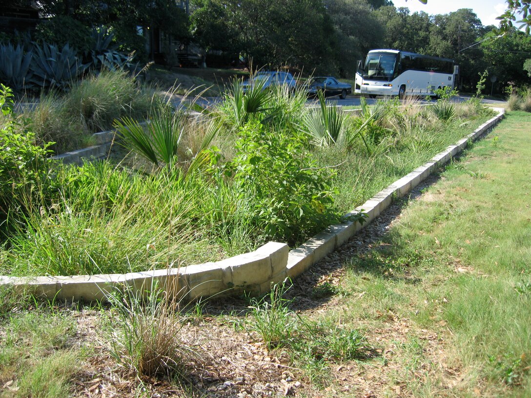 A rain garden