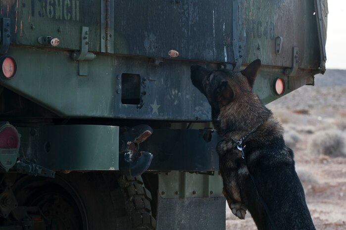 Pike, a 99th Security Forces Squadron military working dog, sniffs out explosives during a mass odor exercise Dec. 11, 2012, at Nellis Air Force Base, Nev. The amount of explosives used for the exercise is ten times the amount normally used. (U.S. Air Force photo by Airman 1st Class Jason Couillard)
