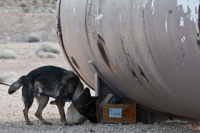 Pike, a 99th Security Forces Squadron military working dog, sniffs out explosives during a mass odor exercise Dec. 11, 2012, at Nellis Air Force Base, Nev.  The 99th Civil Engineer Squadron provided 90 pounds of explosives for the exercise. (U.S. Air Force photo by Airman 1st Class Jason Couillard)