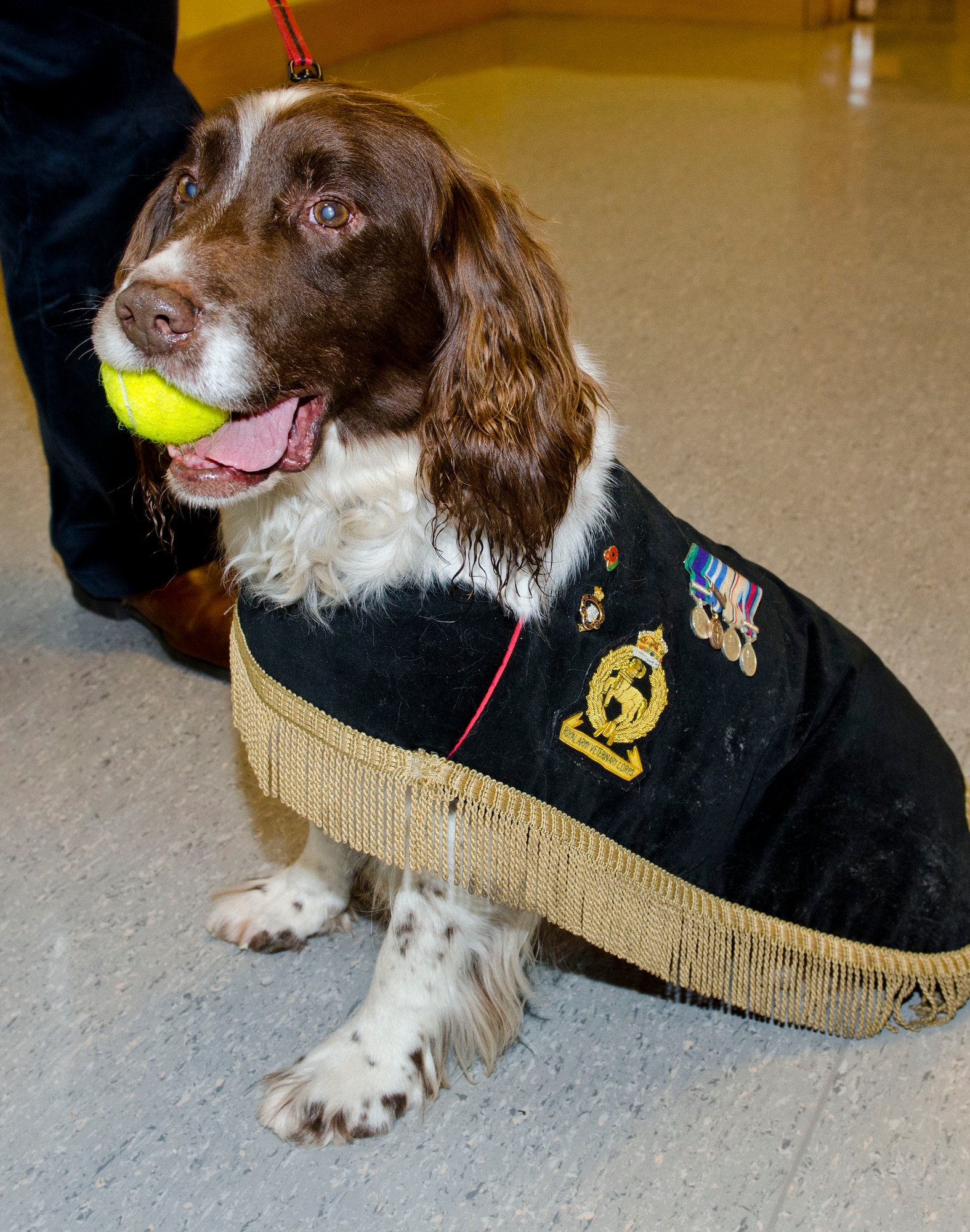 ROYAL AIR FORCE FELTWELL, England - Jamie, an English Springer Spaniel and retired Royal Army Veterinary Corps vehicle search dog, was a guest of honor at a post Remembrance Day ceremony at Lakenheath Middle School Dec. 13, 2012. Jamie served in the Royal Army Veterinary Corps most of his life and has done tours in Iraq, Kosovo, Northern Ireland and Afghanistan. (U.S. Air Force photo by Staff Sgt. Stephen Linch)