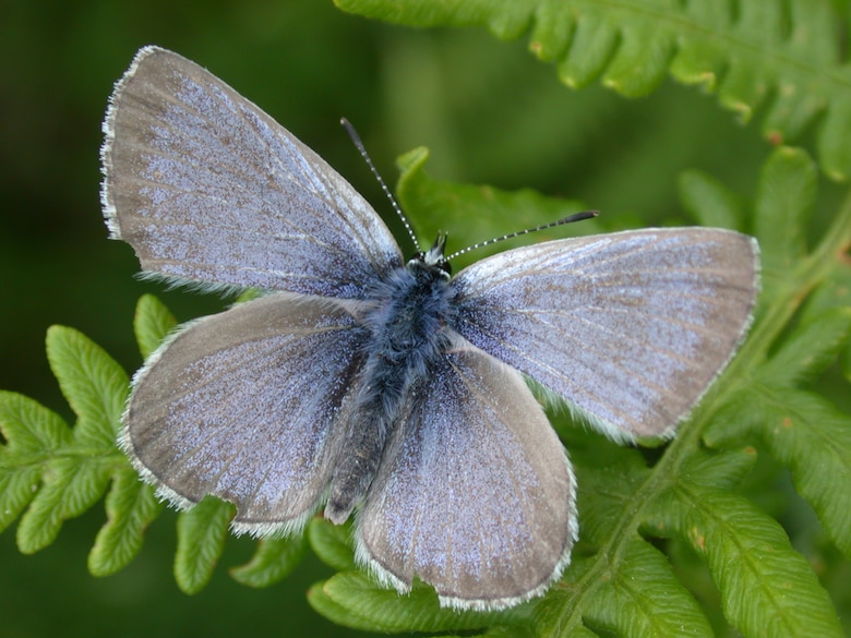 This species of butterfly, found only in the Willamette Valley, was believed to be extinct from 1937 until it was rediscovered in 1989.  The species was listed as endangered in 2000.

The known population of Fender`s blue butterflies has increased dramatically since their rediscovery. Corps biologists credit a combination of factors for the recovery, including restoration of prairie habitat by planting the butterfly`s larval host, the federally protected Kincaid`s lupine; control of invasive species; discovery of new populations; and improved monitoring methods.