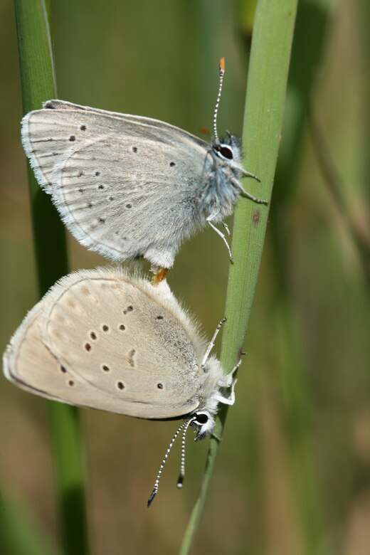 This species of butterfly, found only in the Willamette Valley, was believed to be extinct from 1937 until it was rediscovered in 1989.  The species was listed as endangered in 2000.

The known population of Fender`s blue butterflies has increased dramatically since their rediscovery. Corps biologists credit a combination of factors for the recovery, including restoration of prairie habitat by planting the butterfly`s larval host, the federally protected Kincaid`s lupine; control of invasive species; discovery of new populations; and improved monitoring methods.