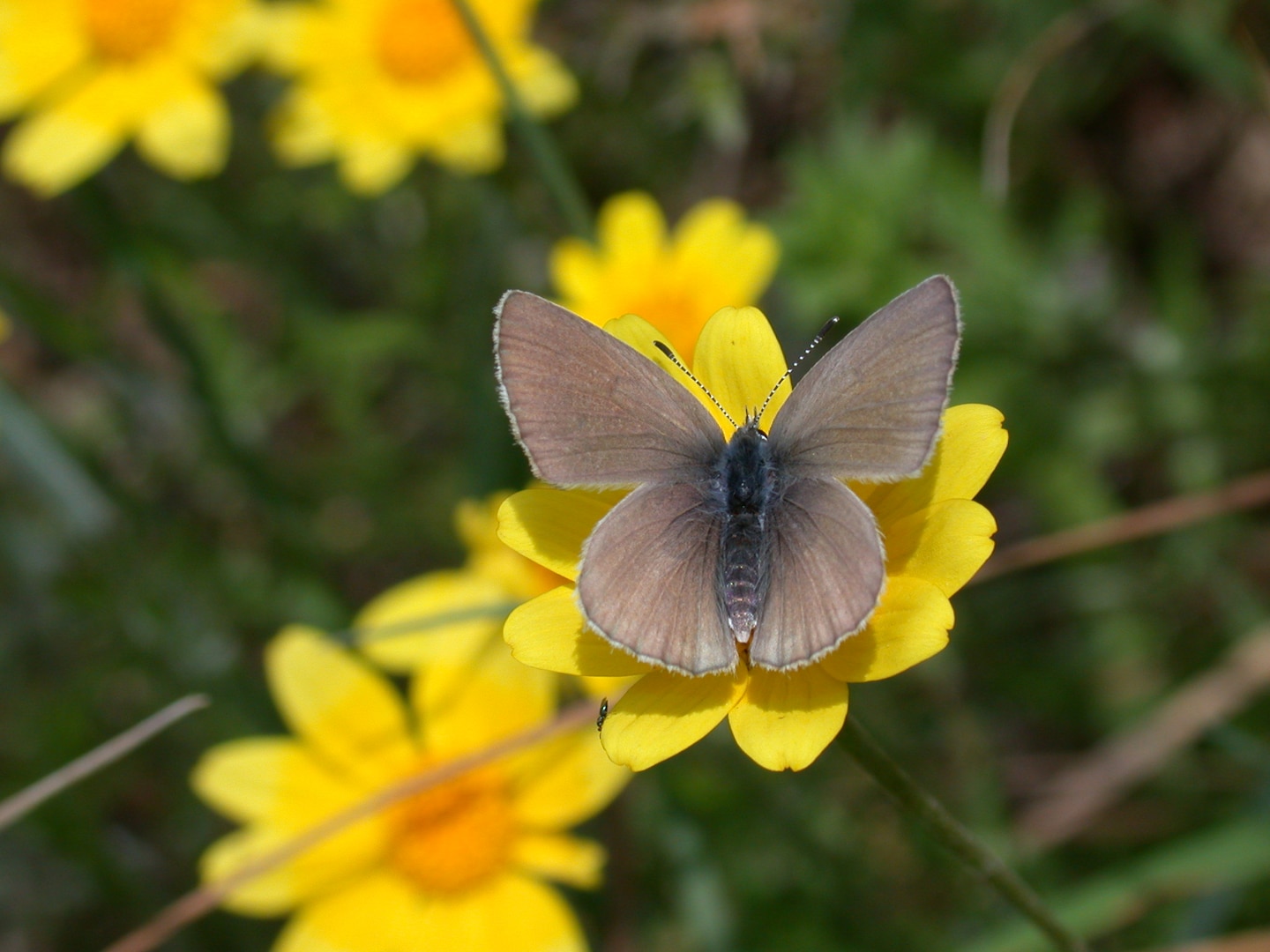 This species of butterfly, found only in the Willamette Valley, was believed to be extinct from 1937 until it was rediscovered in 1989.  The species was listed as endangered in 2000.

The known population of Fender`s blue butterflies has increased dramatically since their rediscovery. Corps biologists credit a combination of factors for the recovery, including restoration of prairie habitat by planting the butterfly`s larval host, the federally protected Kincaid`s lupine; control of invasive species; discovery of new populations; and improved monitoring methods.