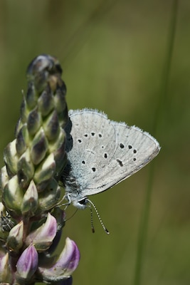 This species of butterfly, found only in the Willamette Valley, was believed to be extinct from 1937 until it was rediscovered in 1989.  The species was listed as endangered in 2000.

The known population of Fender`s blue butterflies has increased dramatically since their rediscovery. Corps biologists credit a combination of factors for the recovery, including restoration of prairie habitat by planting the butterfly`s larval host, the federally protected Kincaid`s lupine; control of invasive species; discovery of new populations; and improved monitoring methods.