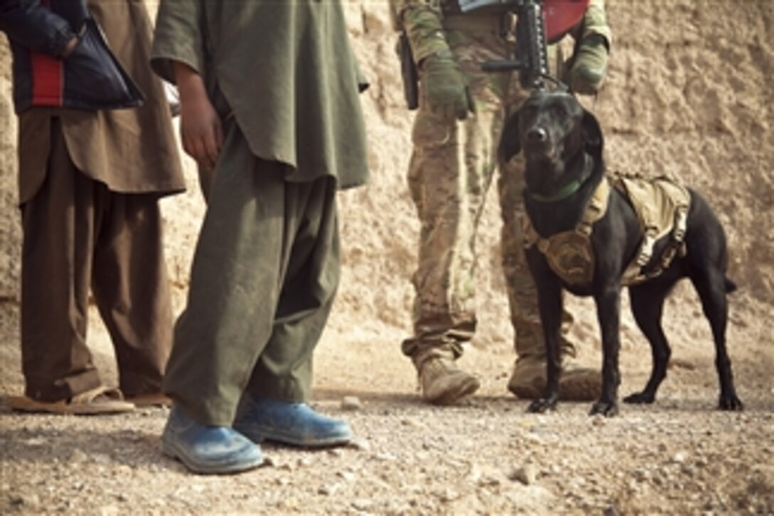 Paris, a coalition forces military working dog, stands by her handler during a presence patrol in the Farah province of Afghanistan, on Dec. 15, 2012.  Coalition  members participating in the patrol are training and mentoring Afghan National Security Forces members in the area.  