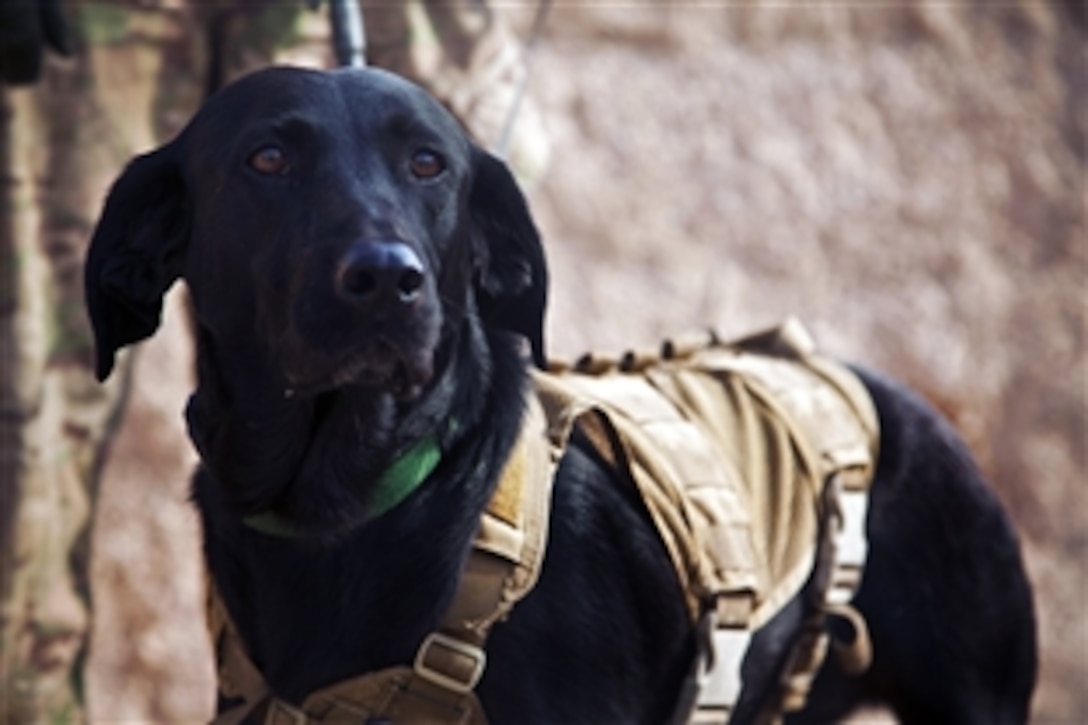 Paris, a coalition force military working dog, stands by her handler during a patrol of Afghanistan's Farah province, Dec. 15, 2012.