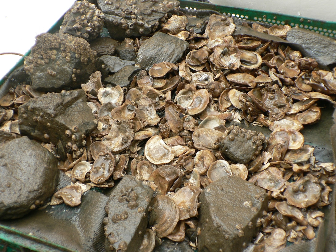 Placing substrate to aid in oyster restoration