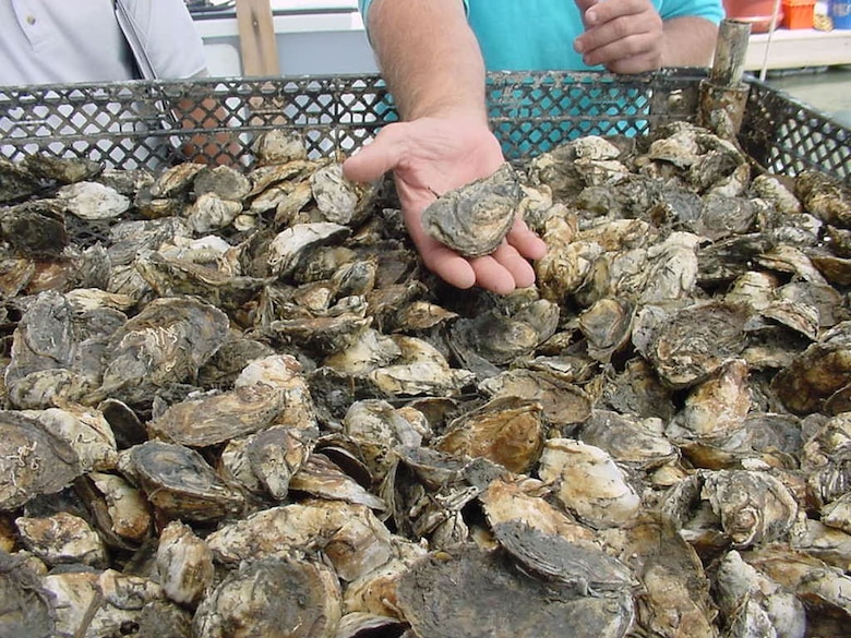 Oyster shells