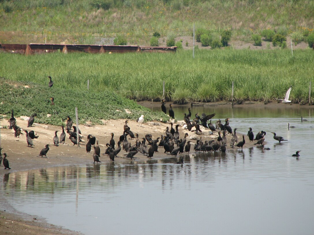 Wildlife enjoy the water on Poplar Island.