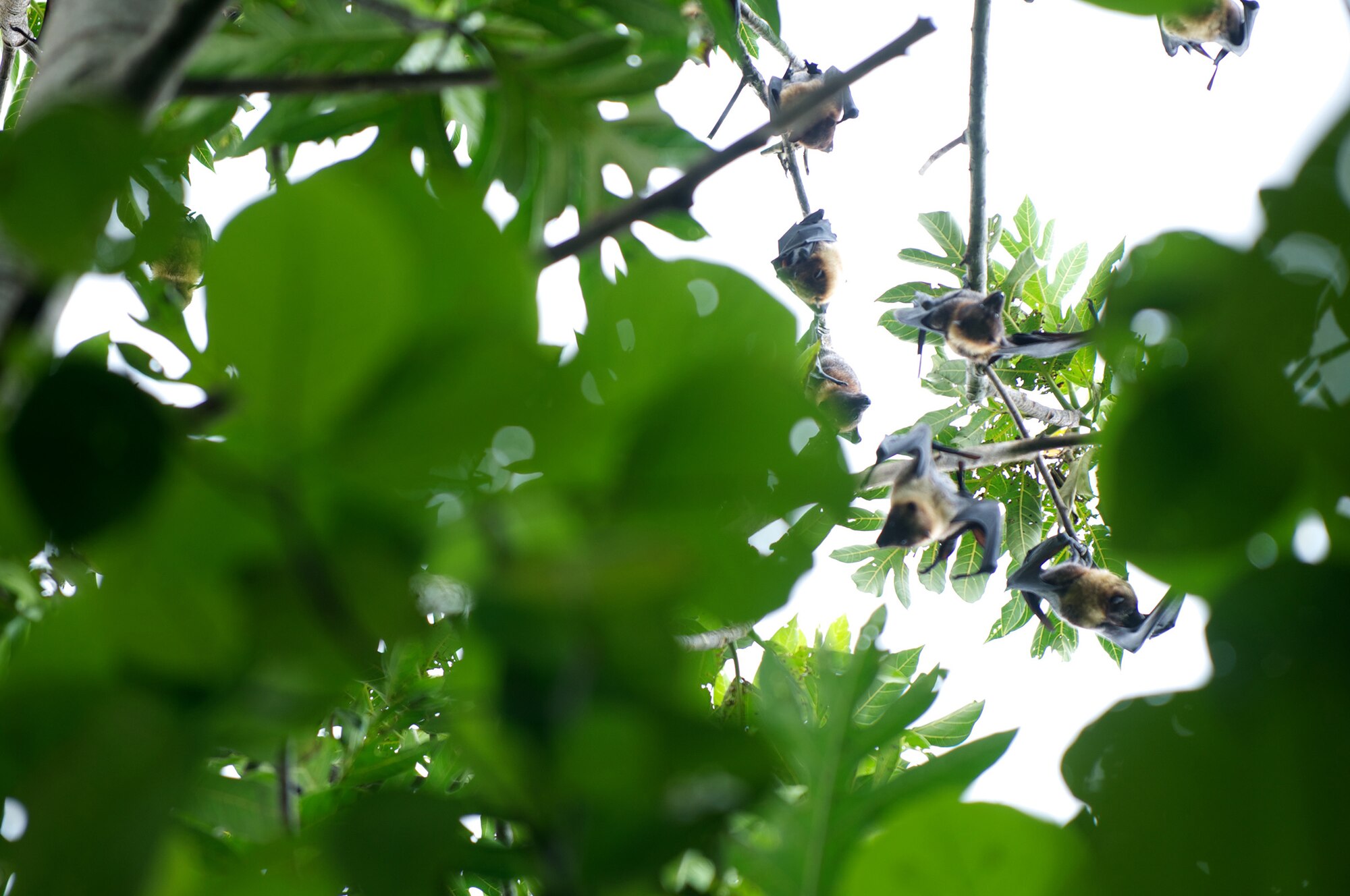 Bats nest on an island near Falalop, Micronesia, in 2011. Due to the large size of the bats and the limited food supply on the island, the islanders hunt the bats for food. (Courtesy photo by Master Sgt. Cameron Leslie)