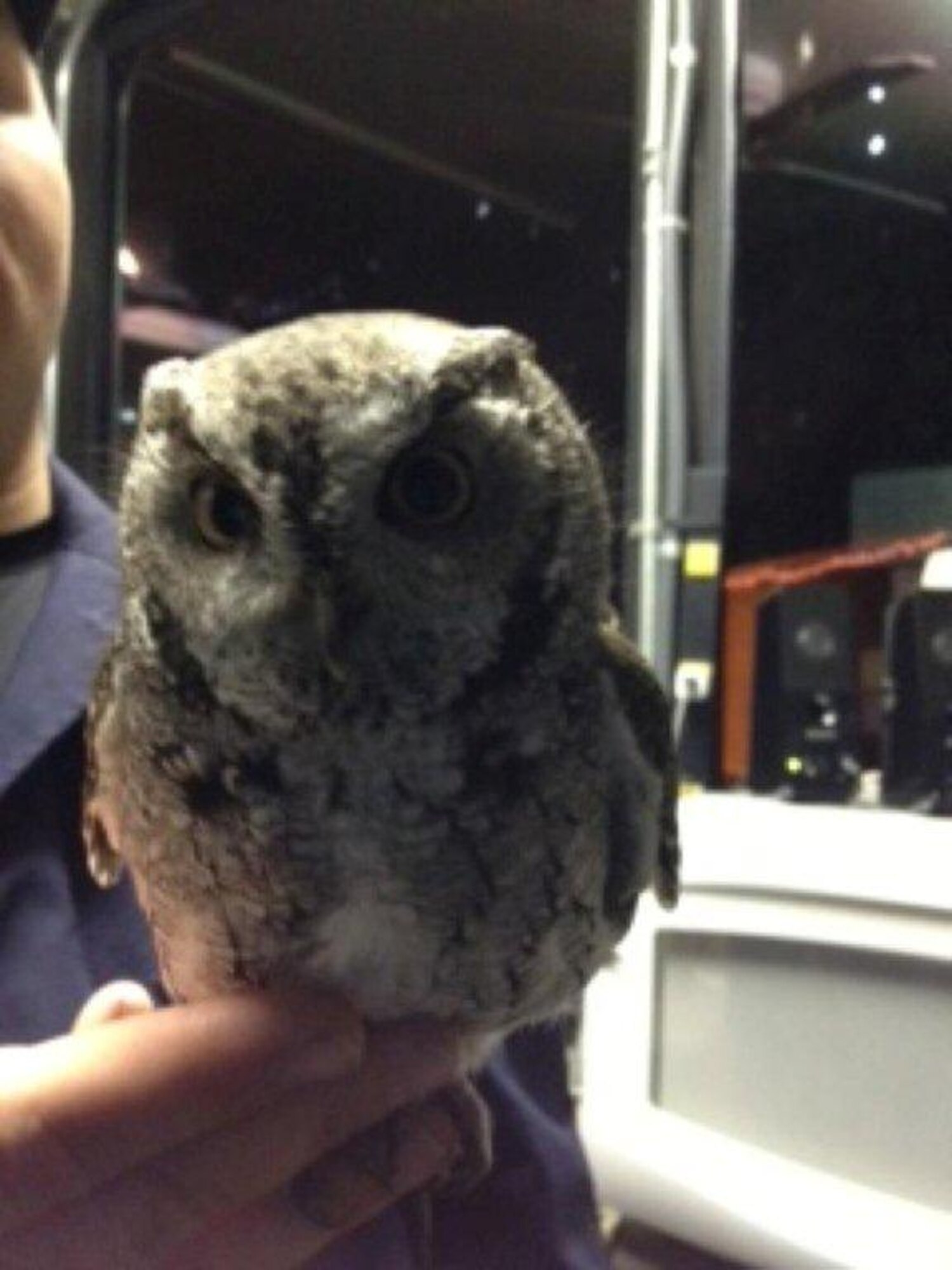 A photo of the owl that slammed into a sliding glass door at the Laughlin Air Force Base main gate, Christmas Day. The owl was cared for by two Laughlin police officers on duty at the gate before the owl was taken to a nearby ranch for care. (photo by Robert Smith)