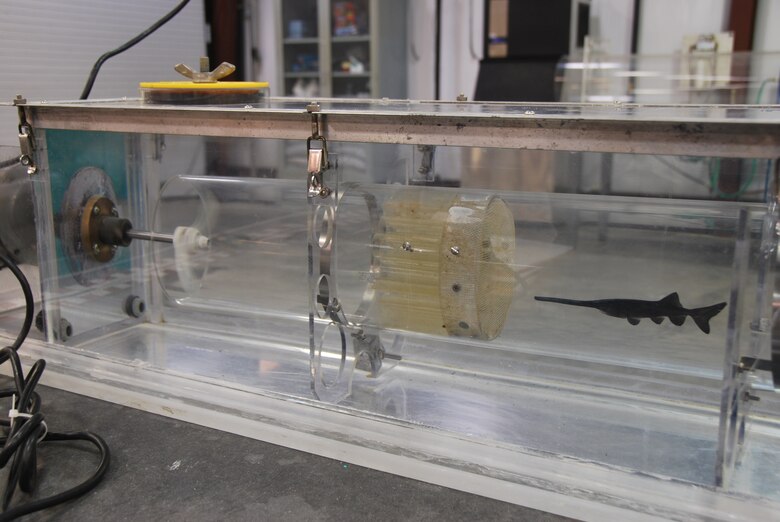 A juvenile paddlefish in the swim tunnel tank at the U.S. Army Engineer Research and Development Center, Vicksburg, Miss.

