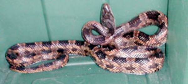 A Texas Rat Snake. 