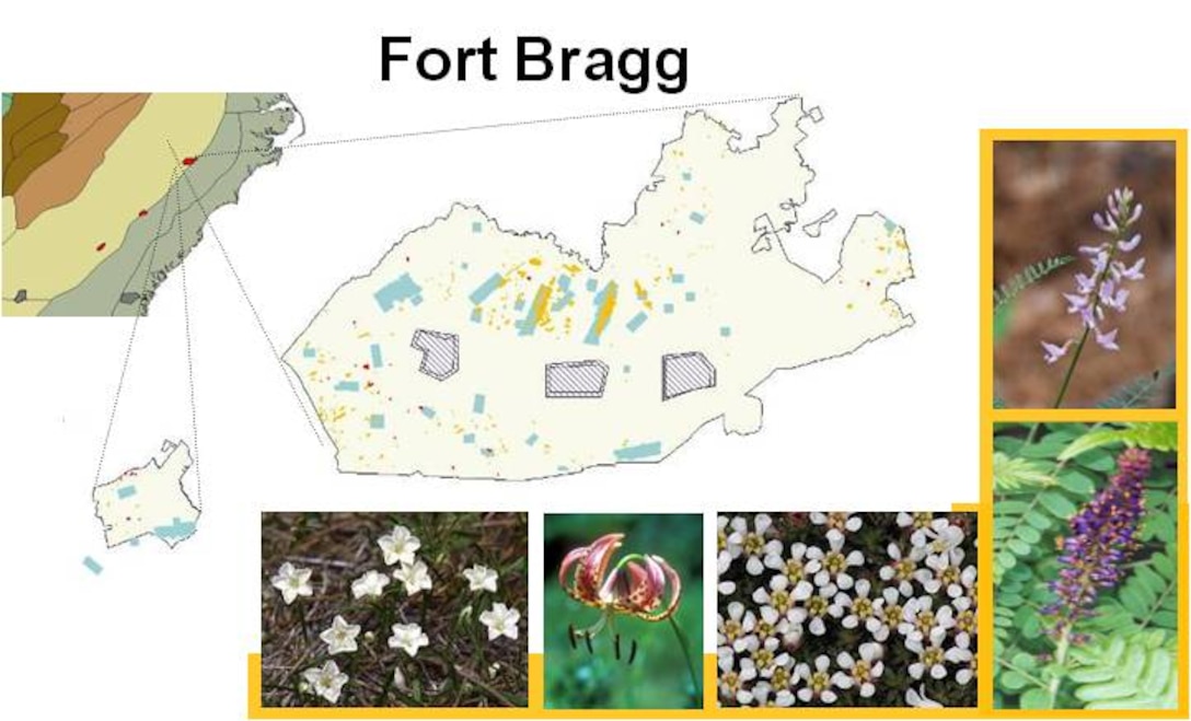 Comprehensive approaches to plant management and conservation at Fort Bragg, N.C. help determine basic species biology, taxonomy, abundance, and distribution.