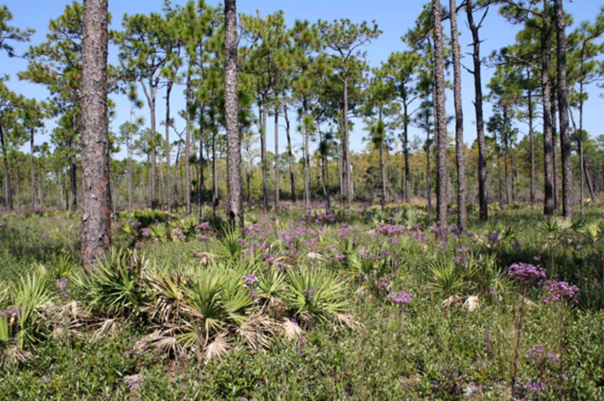 Future development changes to military housing will not affect the protected wetland areas or salt marshes along the Hurlburt Field Soundside. Salt marshes are coastal wetlands that are flooded and drained by salt water brought in by the tides.(Courtesy photo)