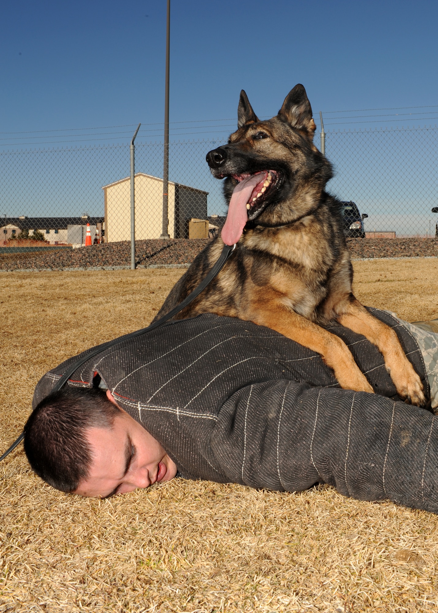 BUCKLEY AIR FORCE BASE, Colo. -- Staff Sgt. Brian Pope, 460th Security Forces military working dog handler, is conquered by Nina Jan 10, 2012. The new 31,000 square-foot kennels and training yard officially open Feb 2, 2012. (U.S. Air Force photo by Senior Airman Marcy Glass)
