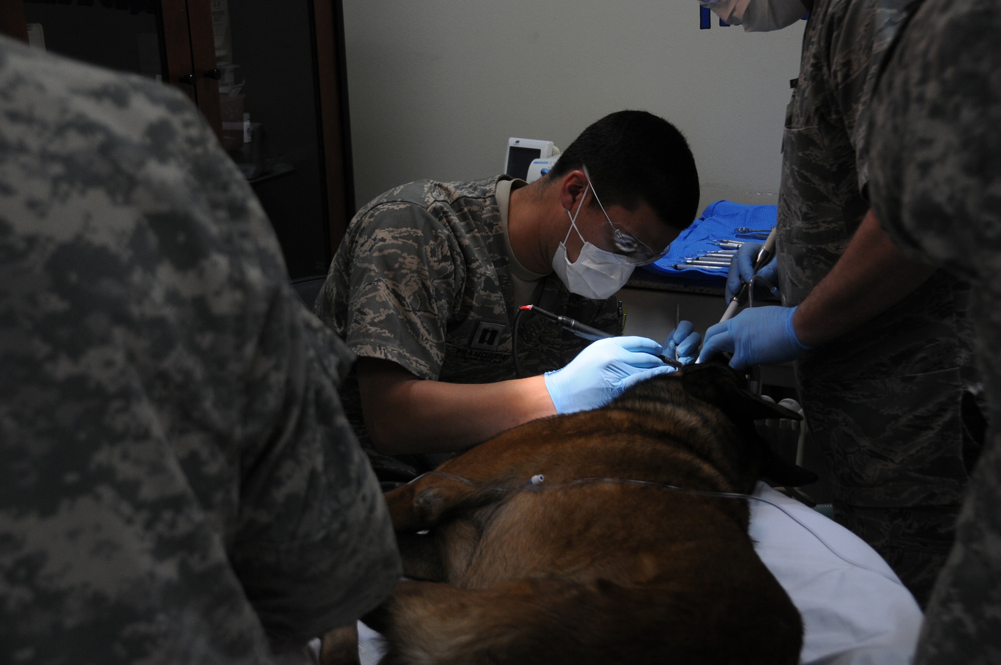 Capt. Peter Frandsen, a dentist for the 386th Expeditionary Medical Group, cleans the teeth of Donna, a contract working dog, at an undisclosed location in Southwest Asia Feb. 2, 2012. Frandsen is deployed from the 75th Dental Squadron at Hill Air Force Base, Utah. A dog’s teeth are not as hard as a human’s teeth, and usually have odd shapes which can effect root and nerve locations for each tooth and can present challenges for a dentist. (U.S. Air Force photo/Staff Sgt. James Lieth)