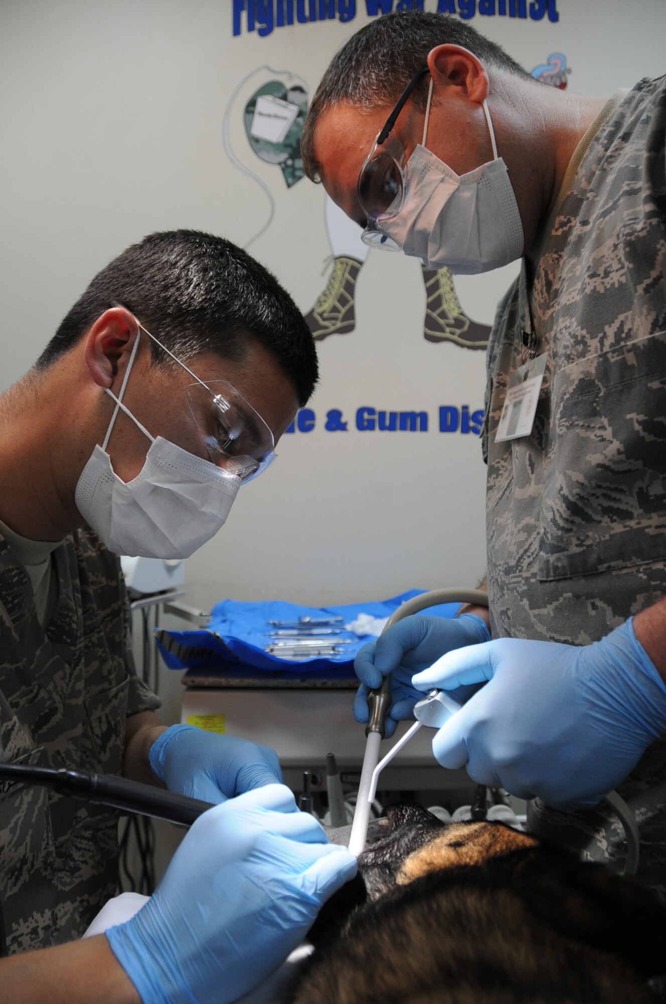 Capt. Peter Frandsen (left) and Tech. Sgt. Steven Clark, 386th Expeditionary Medical Group, clean the teeth of Donna, a contract working dog, at an undisclosed location in Southwest Asia Feb. 2, 2012. Frandsen and Clark are deployed from the 75th Dental Squadron at Hill Air Force Base, Utah. This is the first time this dental team has done work on canine teeth, but training has prepared them for this job.  (U.S. Air Force photo/Staff Sgt. James Lieth)