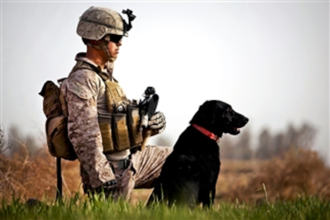 U.S. Marine Lance Cpl. Nick Lacarra provides security in a field with his military working dog Coot during a patrol with Afghan Border Police in Helmand province, Afghanistan, on Jan. 30, 2012.  Lacarra is an improvised explosive device detection dog handler assigned to Weapons Company, 3rd Battalion, 3rd Marine Regiment.  