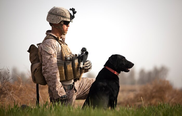 U.S. Marine Lance Cpl. Nick Lacarra, a 20-year-old improvised explosive device detection dog handler with Combined Anti-Armor Team 2, Weapons Company, 3rd Battalion, 3rd Marine Regiment, and a native of Long Beach, Calif., holds security in a field with his dog Coot while halted during a partnered security patrol with Afghan Border Police here, Jan. 30. In southern Garmsir district, an area with a history of tribal conflict, the growing ABP force has deepened its roots and established governance through the mentorship of the 3/3 Weapons Co. Marines. The ABP is younger and significantly smaller than the Afghan National Army and police forces, but its mission is vital as Afghan forces prepare to assume lead security responsibility in Garmsir. “If the ABP didn’t exist, there would be holes all along Afghanistan’s southern border,” said Capt. Jason Armas, 33, the commanding officer of Weapons Co., 3/3, and a native of Rye, N.Y.