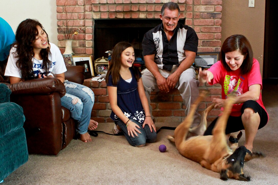 Hector Hernandez watches his wife, Anita, play with their foster dog, Bella, as their daughters, Tiffany, left, and Brianna look on in their home in San Antonio. Bella belongs to the Defense Department's Military Working Dog Breeding Program on Lackland Air Force Base in San Antonio. The program, which breeds Belgian Malinois for a variety of military assignments, relies on foster families to keep the dogs for about five months to socialize them and expose them to several environments to make them well-rounded.