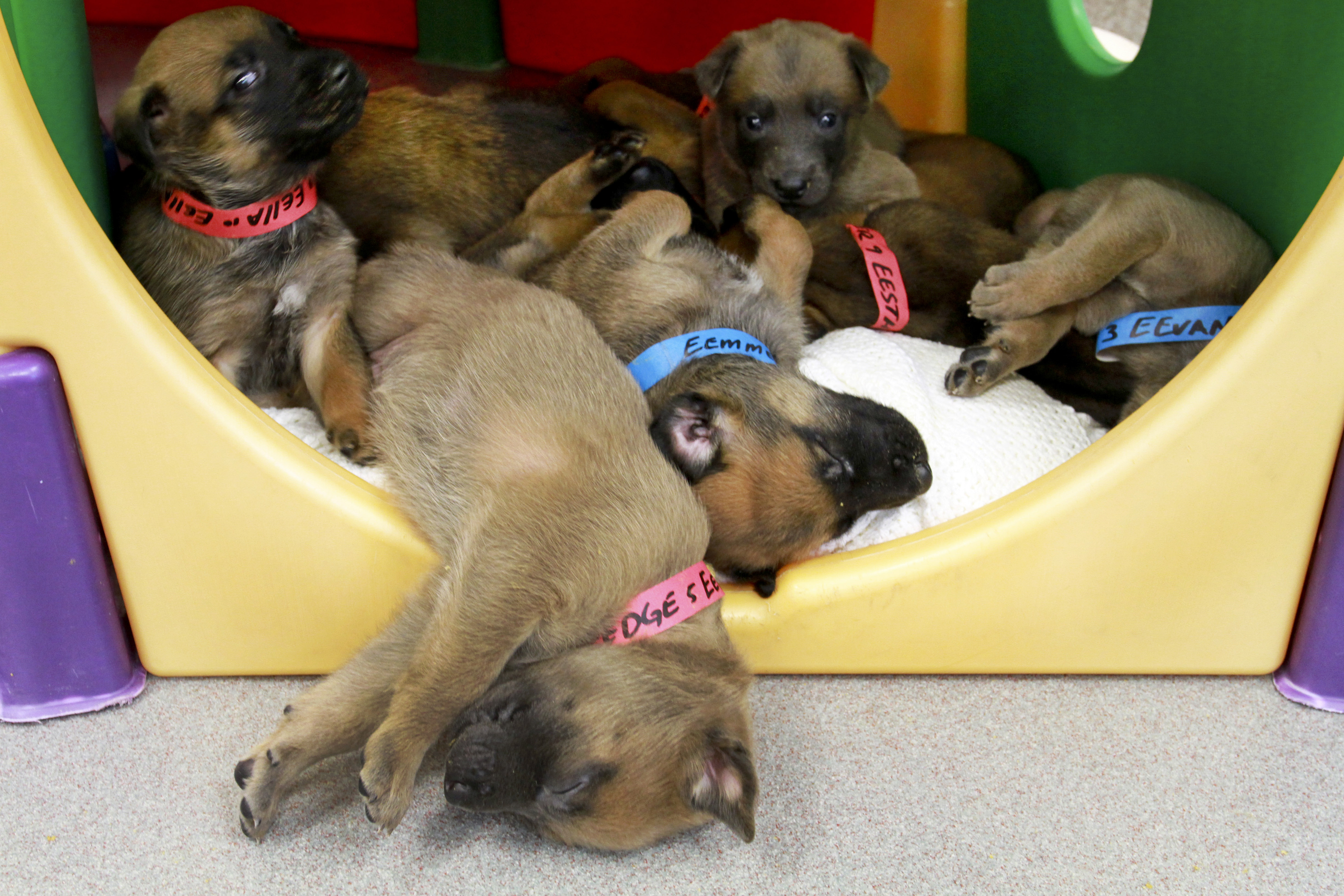 Working dog puppies hot sale