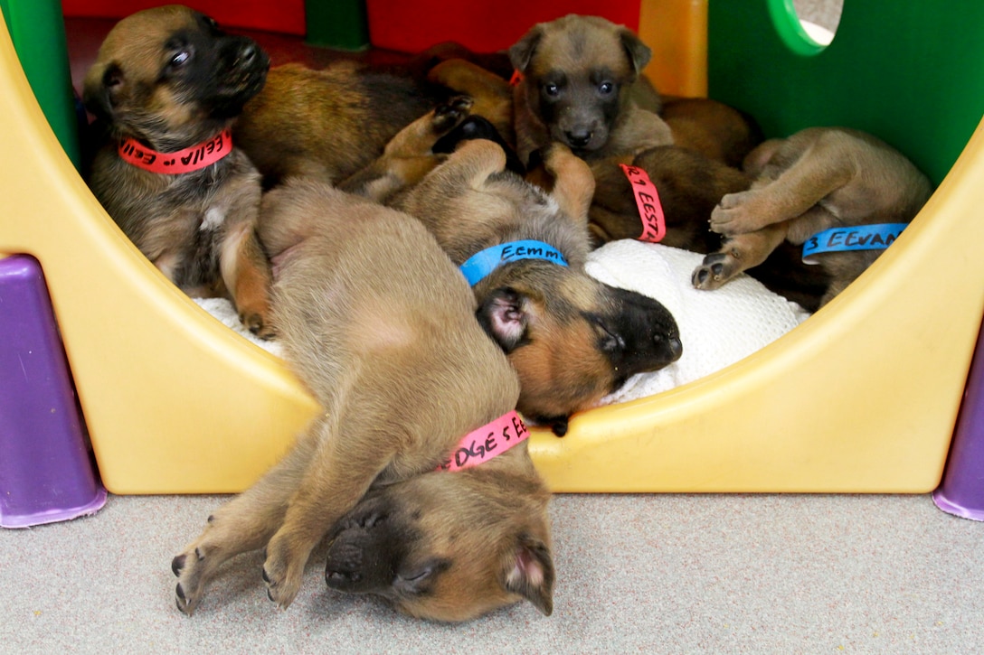 A litter of puppies from the Defense Department's Military Working Dog Breeding Program play at the center on Lackland Air Force Base in San Antonio. DOD photo by Linda Hosek