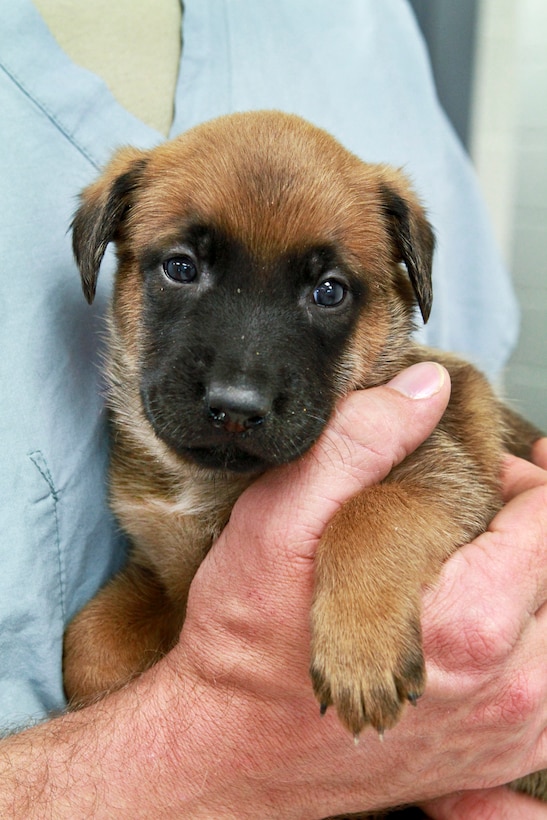 A Belgian Malinois puppy rests in the arms of Army Sgt. 1st Class Russell Mintau at the Defense Department's Military Working Dog Breeding Program on Lackland Air Force Base.