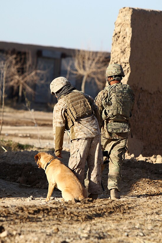 Cpl. Casey Chang, 21, dog handler, Detroit, Mich., takes care of Tank. Tank is a military working dog that is trained to detect military and home made explosives. Chang, assigned to 2nd Battalion, 4th Marines completed a 6-week training course in order to understand the needs and training for his dog.