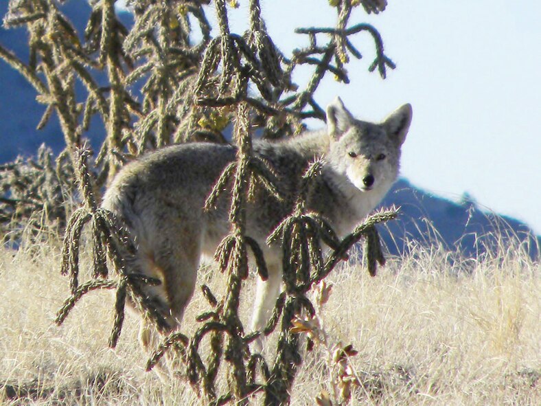 Feeding any predatory animal, such as a coyote, can cause it to lose its fear of humans, making it bolder around people. Predatory animals, unafraid of humans, usually end up being killed.