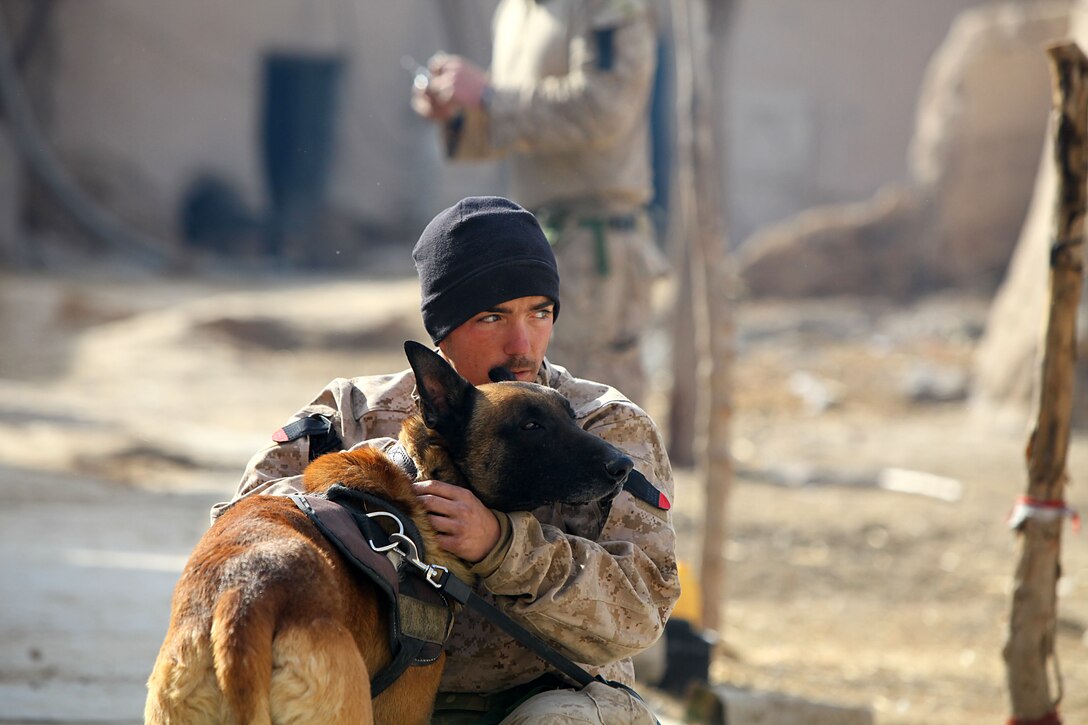 Cpl. Derrick Magee, 21, dog handler with 2nd Battalion, 4th Marines, from Vineland, N.J. takes care of TTroy. TTroy is part of the Lackland Air Force Base puppy program and is identified by a double letter first name. This signifies that his parents were both military working dogs. He is trained to find military grade and home made explosives.