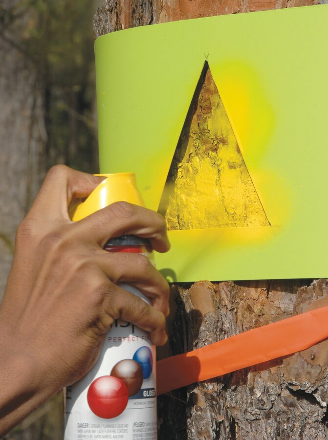 Trees now bear gold and scarlet triangles marking two different routes on the nature trail between Building 3500 and Maintenance Center Albany. Boy Scouts used spray paint to identify each path, Feb. 4.