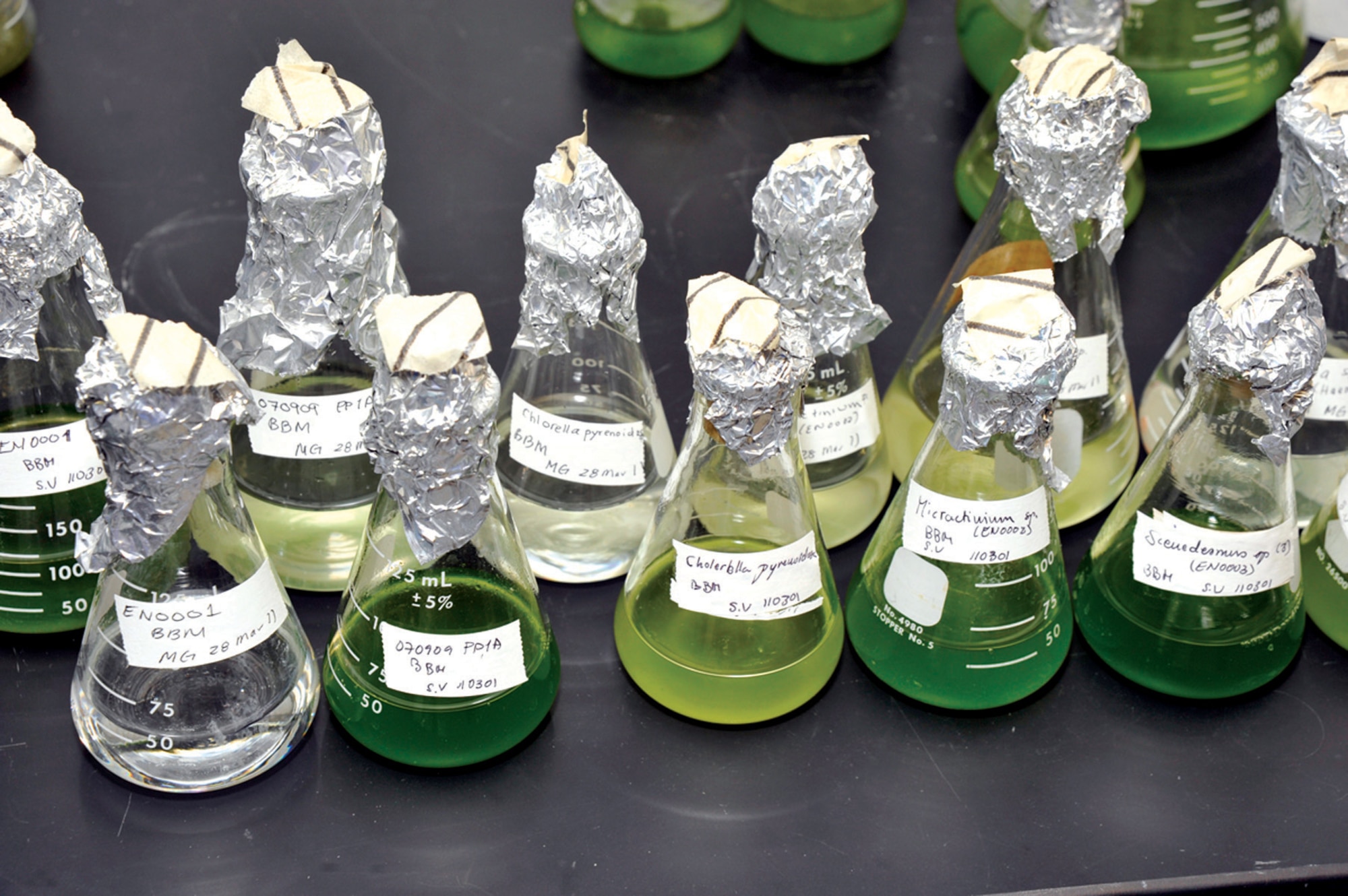 Glass beakers and aluminum foil mark the beginning for different breeds of algae, as part of the Life Sciences Research Center’s research into harvesting algae for biofuels. (U.S. Air Force Photo by Bill Evans)