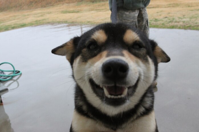 Yuko, a dog left behind by its owner, enjoys time outside of her cage at the veterinary clinic here Feb. 13. Inside the clinic there are so few cages that the pets left behind are only kept for 72 hours before vets humanely euthanize them. A common problem for servicemembers changing duty stations is not knowing how far in advance to book flight space for their pet. Servicemembers should allow at least six months in advance to conduct a permanent change of station to work::r::::n::with the airlines and travel office.
