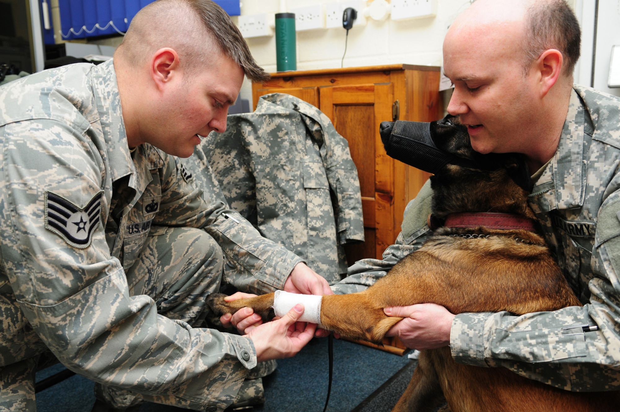 RAF MILDENHALL, England – Staff Sgt. Samuel Giordano, 100th Security Forces Squadron Military Working Dog handler, puts a pressure bandage on MWD Vvonya here while under the supervision of Army Staff Sgt. Oliver Brunhoeber, RAF Mildenhall Vet Clinic, Jan. 31, 2012. Vvonya had blood drawn and the pressure bandage was to stop the bleeding once the needle was taken out. (U.S. Air Force photo/Karen Abeyasekere)
