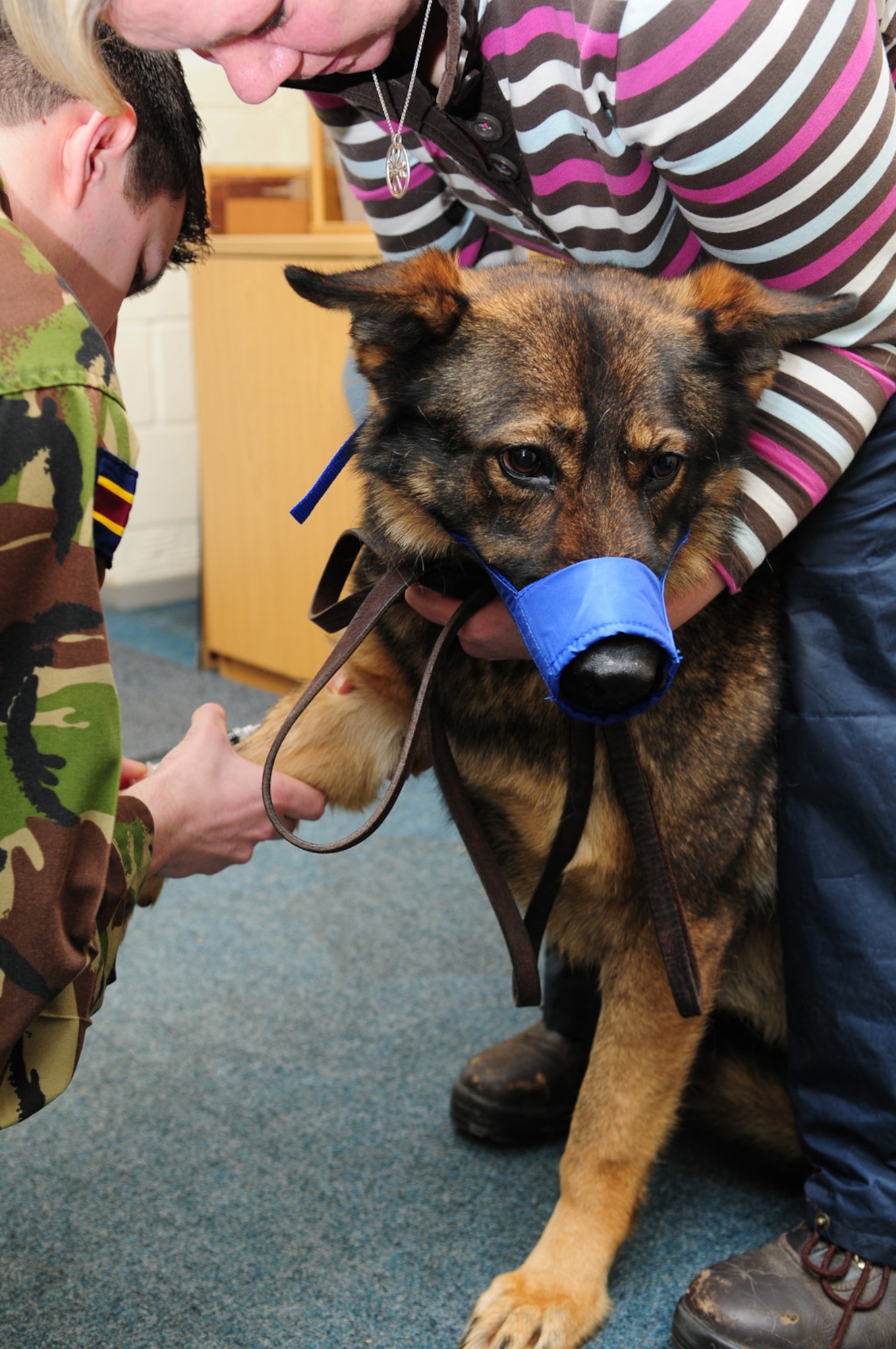 RAF MILDENHALL, England – Military Working Dog Gina looks unhappy as she gets her blood drawn here by Lance Cpl. Simon Williams, Royal Army Veterinary Corps technician, Defence Animal Centre, Melton Mowbray, Jan. 31, 2012. Williams and another Royal Army Vet Corps technician, were here working with the RAF Feltwell Vet Clinic as part of an exchange program to build relations between the two nations’ militaries. U.S. Army vets from the RAF Feltwell Vet Clinic visited the 100th Security Forces Squadron Military Working Dog section to provide semi-annual health checks, giving shots and drawing blood, which will be sent to a lab for routine tests. (U.S. Air Force photo/Karen Abeyasekere)