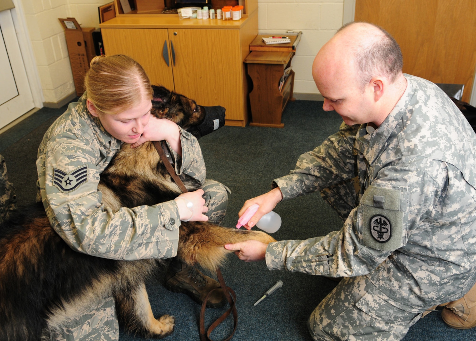 RAF MILDENHALL, England -- Staff Sgt. Hannah Hobart, 100th Security Forces Squadron military working dog handler, holds MWD Ajax as Army Staff Sgt. Oliver Brunhoeber, RAF Feltwell Vet Clinic, sprays water on the dog’s leg before inserting a needle and drawing blood Jan. 31, 2012 here. The U.S. Army vets visited RAF Mildenhall’s military working dogs to give them their semi-annual checks. They were accompanied by two British Royal Army Veterinary Corps technicians from the Defence Animal Centre in Melton Mowbray, England, as part of an exchange program. A vet student from the University of Edinburgh, currently training at the RAF Feltwell clinic,  also assisted the vets. (U.S. Air Force photo/Karen Abeyasekere)