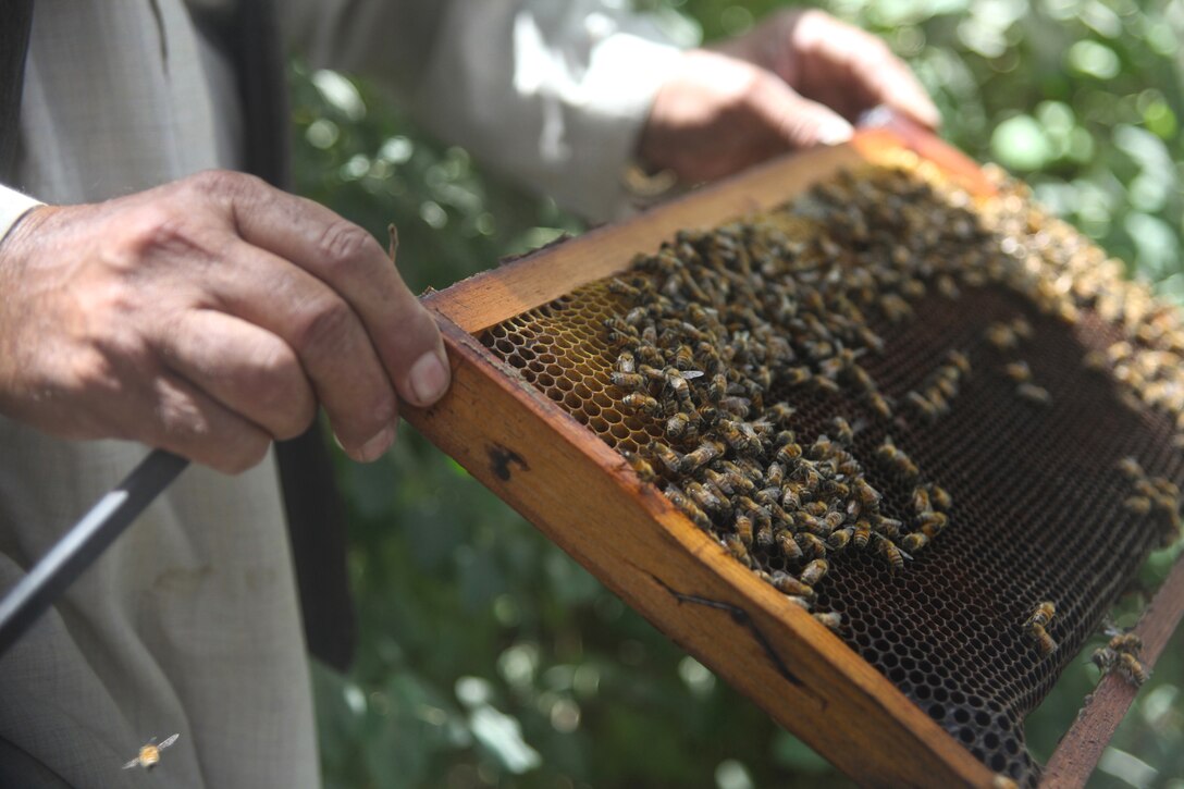 Abdulla, a bee keeper in Gereshk, Helmand province, prepares to show bees to over a dozen Afghan men present at his farm for a class on how to farm the insects, July 26. The course was a three-day course Abdulla, who is the first bee keeper in Gereshk, hosted with the support of the U.S. Department of Agriculture, British Royal Army and Danish Army.