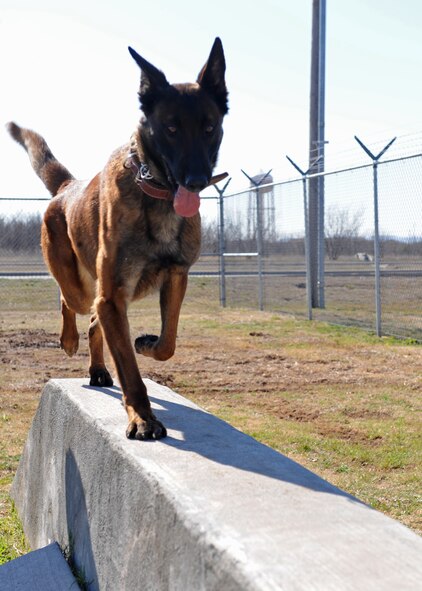 VVader, a military working dog with the 7th Security Forces Squadron, walks along an obstacle during training, Feb. 9, 2012, at Dyess Air Force Base, Texas. VVader and the other military working dogs in the K-9 unit, serve beside their military handlers to protect Dyess and train for future deployments. (U.S. Air Force photo by Airman 1st Class Peter Thompson/Released) 
