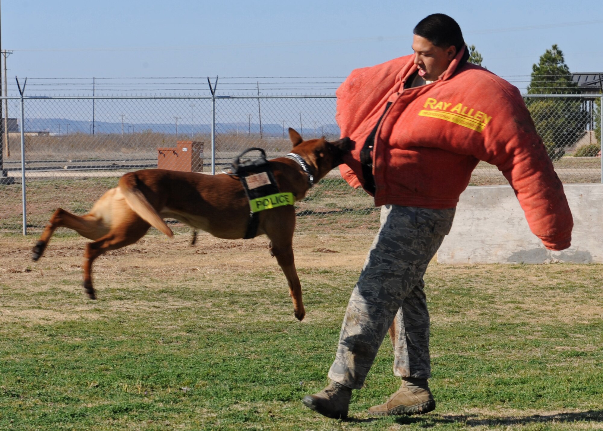 Dewey, a military working dog with the 7th Security Forces Squadron, attacks a mock suspect during training, Feb. 9, 2012, at Dyess Air Force Base, Texas. Dewey, and the other military working dogs in the K-9 unit, serve alongside their military handlers to protect Dyess and train for future deployments. (U.S. Air Force photo by Airman 1st Class Peter Thompson/Released)