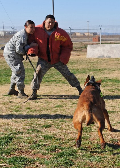 Dewey, a military working dog with the 7th Security Forces Squadron, attacks a mock suspect during training, Feb. 9, 2012, at Dyess Air Force Base, Texas. Dewey, and the other military working dogs in the K-9 unit, serve alongside their military handlers to protect Dyess and train for future deployments. (U.S. Air Force photo by Airman 1st Class Peter Thompson/Released)