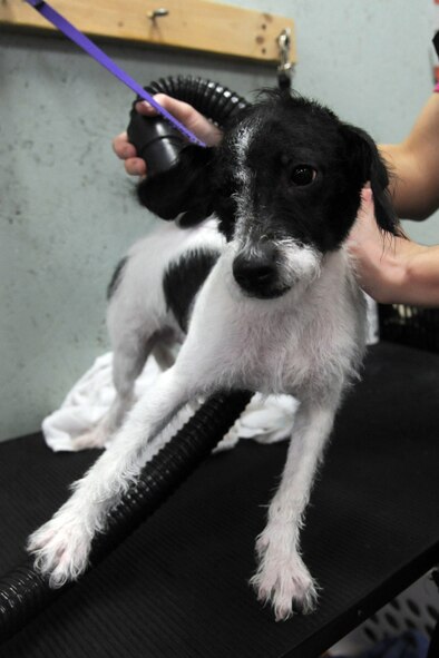 Ashley Williams blow dries Petey, a terrier mix, with a power dryer during a Diamonds in the Ruff Dog wash and adoption event at Cuts-4-Muttz in Goldsboro, N.C., Feb. 11, 2012. A power dryer allows the hair and skin to dry faster preventing the “wet dog” smell. Williams is a Cuts-4-Muttz dog bather from Goldsboro, N.C. (U.S. Air Force photo/Senior Airman Whitney Stanfield/Released)