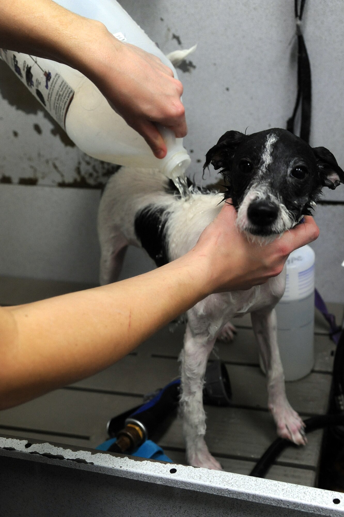Ashley Williams shampoos Petey, a terrier mix, during a Diamonds in the Ruff Dog wash and adoption event at Cuts-4-Muttz in Goldsboro, N.C., Feb. 11, 2012. Dog bathers prepare bathe and dry the dog before they are groomed. The groomer cuts their hair and nails. Williams is a dog bather at Cuts-4-Muttz and a native of Goldsboro, N.C. (U.S. Air Force photo/Senior Airman Whitney Stanfield/Released)