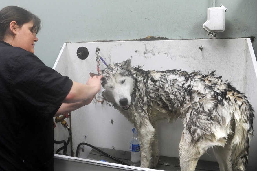 Bridget Behrens washes Obe, a siberian husky, during a Diamonds in the Ruff Dog wash and adoption event at Cuts-4-Muttz in Goldsboro, N.C., Feb. 11, 2012. The dog bathers examine dogs for anything abnormal and inform the owner of any issues. Behrens, owner of Cuts-4-Muttz, hails from Deltona, Fl. (U.S. Air Force photo/Senior Airman Whitney Stanfield/Released) 